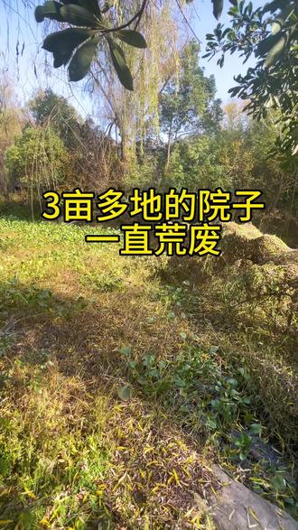 3亩多地地院子一直荒废#大花园 #实地拍摄 #淀山湖别墅 #趋势 @抖音小助手