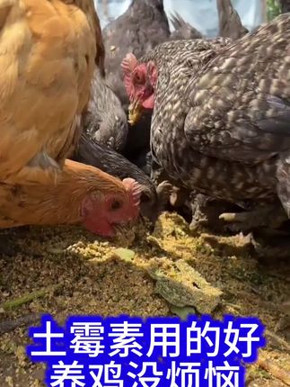 #养殖技术 #养鸡技术 #养鸡小妙招 #养殖人