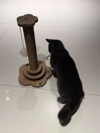 来来一起来看看这个猫星人#爱上FREE的100种理由 #猫咪日常