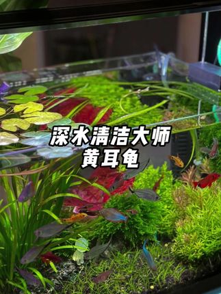 鱼缸里也能养的龟你见过吗?就是这个不咬鱼、不啃虾、能吃粪便残渣、水藻青苔的深水黄耳龟! #造景鱼缸 #养鱼我是认真的 #黄耳龟 #养龟日常