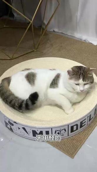 好品质猫抓板 就选白卡纸,无甲醛,耐抓耐磨#猫猫日常 #养猫好物 #猫抓板 #觅得狸 #猫抓板窝