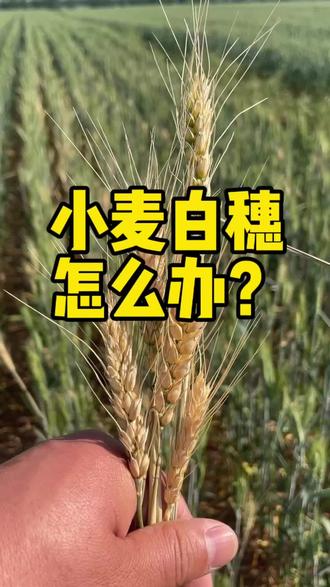 小麦枯白穗的根本原因是土壤出问题了 #三农种植知识分享 #创作者中心 #创作灵感 #小麦枯白穗 #改良土壤