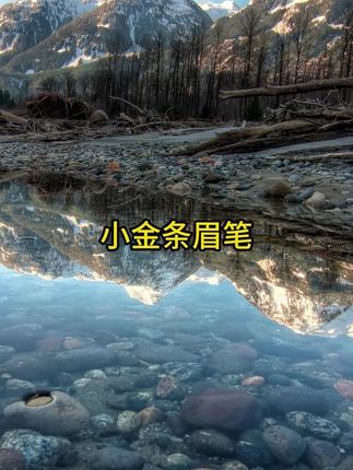 个位数到手10支啊!这羊毛咱得薅啊!新手姐妹也可以轻松驾驭~#小金条眉笔 #褥羊毛 #平价好物 #防水防汗眉笔推荐