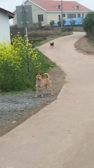 发现一只原生态大黄,现在这样的纯土不多见了,希望这个大黄能多繁育一些这样的后代#大黄狗 #农村土狗