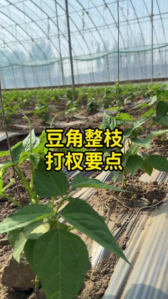 豆角整枝打杈要点#豆角种植技术 #豆角种植 #豆角高产