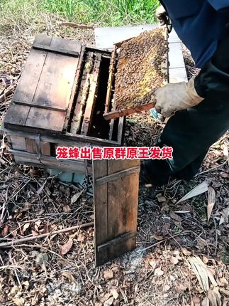 笼蜂出售原群原王发货#三农养殖 #蜜蜂养殖 #土蜂蜂群#中蜂蜂群#养蜂人