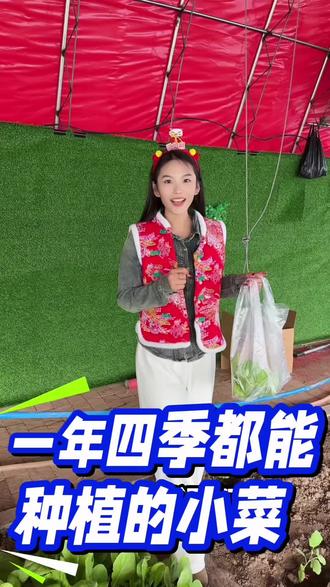 奶油快菜 比生菜更嫩好吃的奶油快菜 阳台花园都能种 #奶油快菜 #蔬菜种子 #种子 #阳台种菜 #快菜