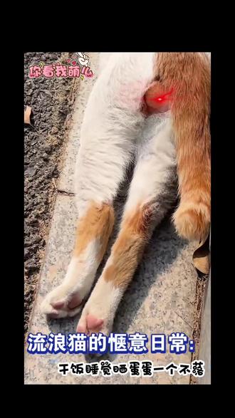 #这个情况可以用半扇猫来形容 全网最会享受的流浪猫,晒太阳晒出了新境界#流浪猫的日常 #猫咪的摆烂生活 #治愈系小猫咪@DOU+小助手 @抖加🔥上热门🔥dou+🔥热点宝