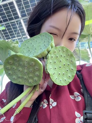 #洪湖莲蓬 #荷花