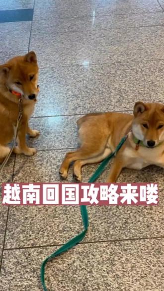 再也不用担心回国没人照顾宠物拉~
越南🇻🇳回国攻略来喽🙋
打工人的福音来啦
#越南宠物 #越南宠物托运 #越南宠物业 #东南亚宠物托运 #东南亚宠物业