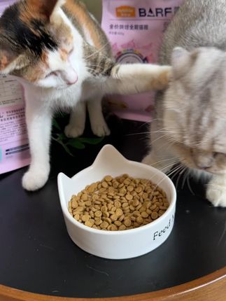 麦富迪的霸弗烘焙猫粮也有活动了,而且它的用料是真的好#麦富迪#霸弗猫粮#猫粮#标记万物#新手养猫