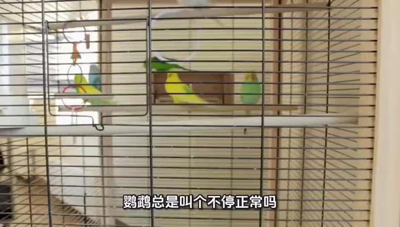 鹦鹉乱叫 分情况看待 #鹦鹉 #养鹦鹉入门教学 #宠物知识 #萌宠 #鸟类