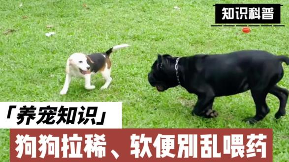 狗狗拉稀、软便别乱喂药!分清原因,在家也能处理#养宠知识 #宠物冷知识 #宠物知识 #养狗经验分享