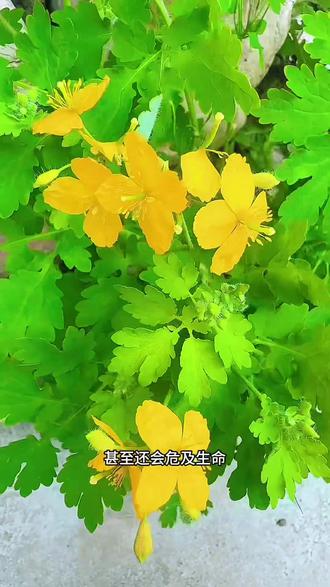 路边开小黄花的“断肠草”!老人说的“八步紧”到底是什么? #白屈菜 #有毒植物识别 #路边野花别乱采 #园艺科普