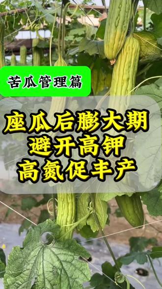 苦瓜座瓜后膨大期施肥攻略:避开高钾雷区,高氮促丰产#苦瓜种植技术#苦瓜种植#三农#三农流量扶持计划