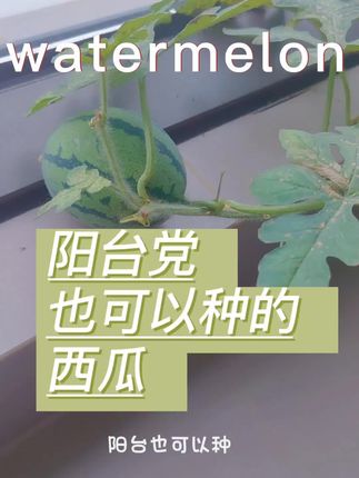 绿色生活,阳台种瓜,甜在心头#阳台种植 #自己种的纯天然的绿色蔬菜 #西瓜