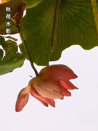 #秋荷水影 #风许潺潺
