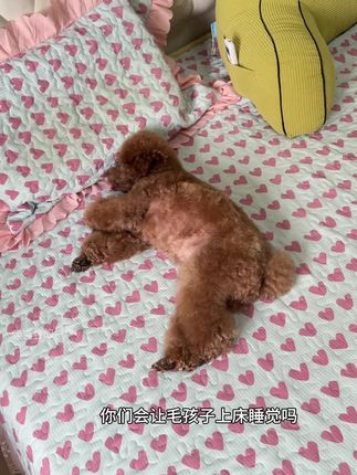 你们会让毛孩子上床睡觉吗?#我家毛孩子#宠物湿巾推荐