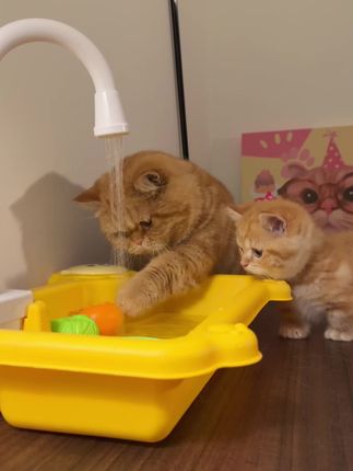 20块拿下一个饮水机!原来小宝宝玩具的这么通用!#猫喝水 #猫玩具 #萌物 #养猫人的乐趣 #万物可爱计划