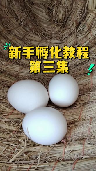孵小鸡第三集,种蛋第五天到第十二天的变化,尿囊合拢是十天后的关键点 #人工孵化 #孵小鸡#记录真实生活 #创作者伙伴计划 #抖音小助手dou上热门