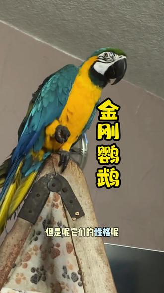 温柔的巨人金刚鹦鹉 #鹦鹉 #鹦鹉鹦鹉萌萌哒逗鹦鹉