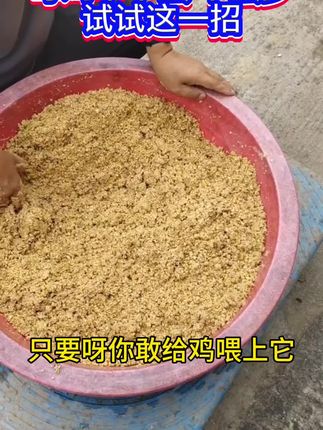 #鸡不下蛋 #母鸡 #养殖 #养鸡人