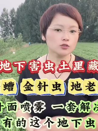 搞定地下害虫,不要用撒施型的杀虫剂,花生 红薯地下害虫用叶面喷雾的方法直接搞定#花生蛴螬 #地下害虫 #地下害虫防治