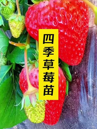 想实现草莓自由吗?快来试试我们的草莓苗!精选优质品种,适应性强,南方北方都能种。植株健壮,根系发达,成活率高。果实香甜多汁、饱满诱人 ,从开花到结果,给你满满的成就感。不管是种在阳台,还是小院,都能为生活添一抹甜蜜。现在入手,很快就能品尝到亲手种的新鲜草莓,享受田园之乐!#草莓苗 #草莓 #阳台小院均可种植 #草莓种植 #新鲜采摘