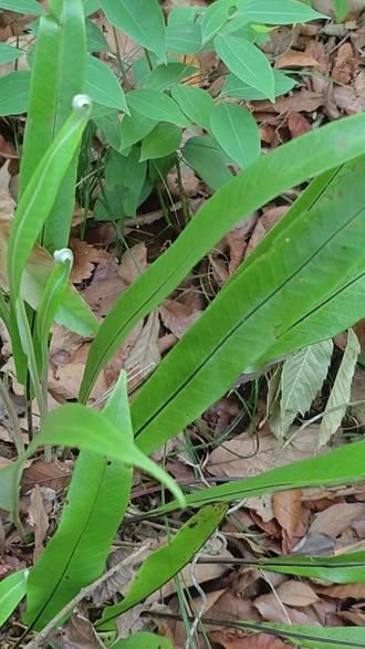 大石韦,水龙骨科石韦属植物,全草可用#石韦