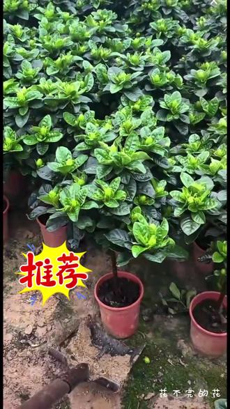 【一单包邮】带花苞棒棒糖栀子花盆栽四季好养室内外#栀子花 #棒棒糖栀子花 #带香味花卉 #四季好养植物 #带花苞发货