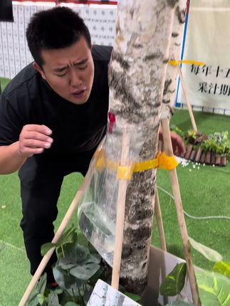 #仓库实拍 #白桦树汁