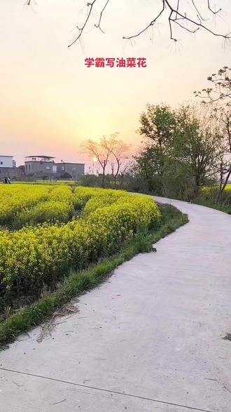 好的作品来源于生活和长期的实践,下次再让孩子看到油菜花的时候,不能只说很好看,好美呀,要让孩子这样写……#拥抱春天 #春 #中小学春假 #一句你好胜过千言万语 #作文