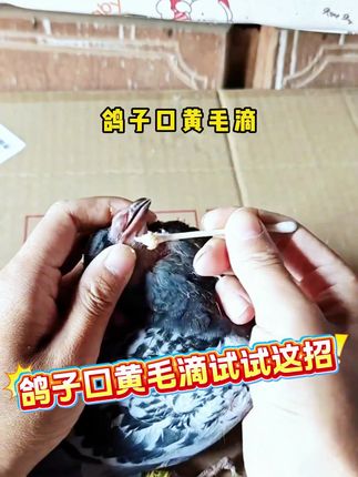 #养鸽人 #赛鸽比赛 #赛鸽信鸽 #赛鸽运动 #赛鸽养殖