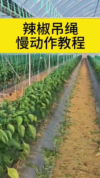辣椒吊绳慢动作教程#辣椒种植 #服务三农支持三农