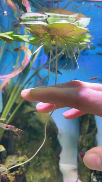 浮萍圆心萍水培绿植庭院办公室鱼虾龟缸鱼缸造景漂浮专用水草 #水培植物 #鱼缸水草 #水草造景 #圆心浮萍 #养鱼日记