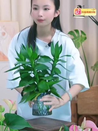 【买一送一】水培观音竹富贵竹室内净化空气桌面四季好养绿色盆栽#水培植物 #观音竹