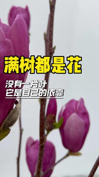 它被修得只剩一根主干,开春满树都是花 #记录真实生活#玉兰花 #本草纲目 #先花后叶 #养肺
