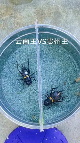 恭喜贵阳王胜利#昆虫世界 #蟋蟀文化