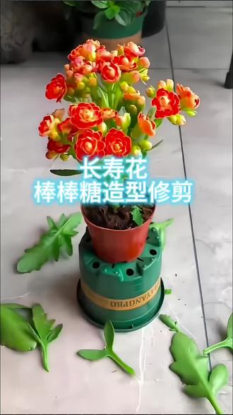 长寿花棒棒糖造型如何修剪#花卉绿植 #种植小技巧 #长寿花