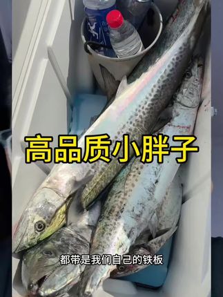 高品质小胖子高反光耐用UV涂层夜光鲅鱼炮弹黄鲣马鲛烟仔#路亚鲅鱼 #路亚黄鲣 #路亚炮弹鱼