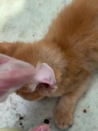 猫咪耳螨怎么办耳螨膏操作简单方便 猫咪狗狗有了耳螨怎么办?#猫咪耳螨 #螨虫 #耳螨处理 #耳螨处理