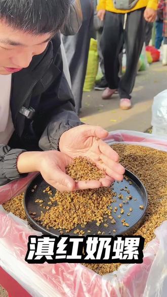 市场看到一箱等级非常高的滇红奶螺 #滇红奶螺#滇红金螺 #滇红#红茶#茶叶 @巨量千川