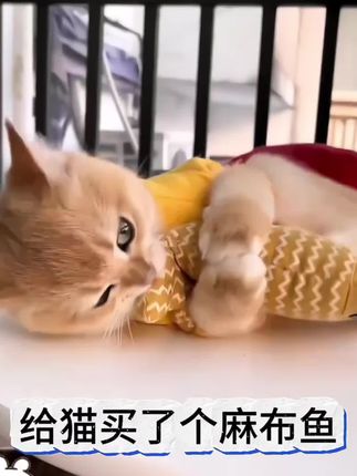 #萌宠 #超大猫薄荷鱼#猫玩具 #宠物用品