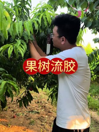果树流胶 就用 #胶立消