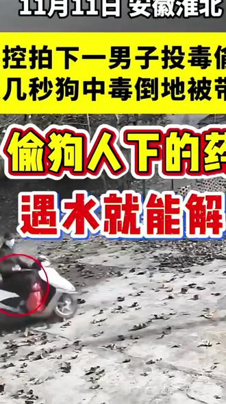 你知道吗?很多偷狗人下的药遇水就能解。 #养狗人 #养狗经验分享 #养狗的乐趣 #狗狗的心思都写在脸上了 #狗狗驱虫
