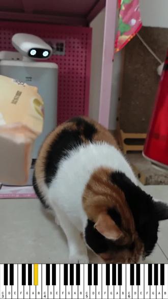 萝卜纸巾猫之蒸蚌女高音#猫猫 #超级无敌大开门