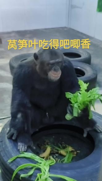 多多正在吃笋叶!#黑猩猩多多