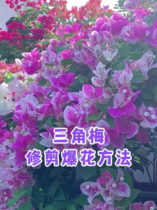 三角梅秋天的修剪和追肥方法 #三角梅 #爱生活爱养花