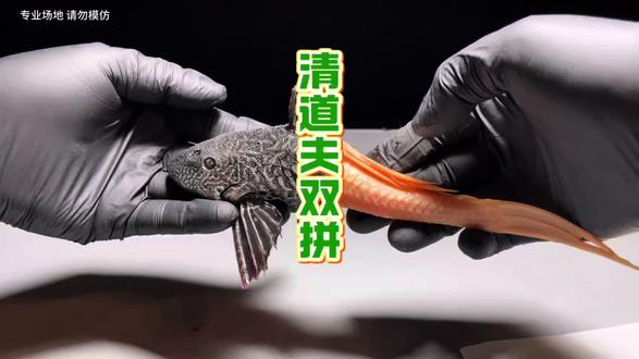 清道夫二合一会发什么事? #清道夫奇葩试验 #清道夫 #解压