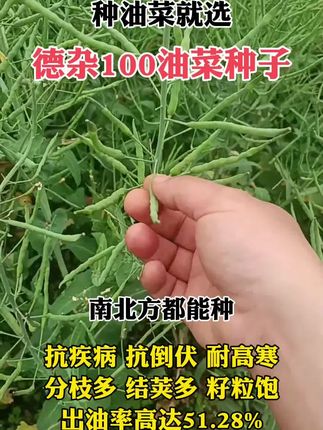 种油菜选对种子是关键#三农 #农业种植 #三农种植 #抖音助农扶农 #油菜种植